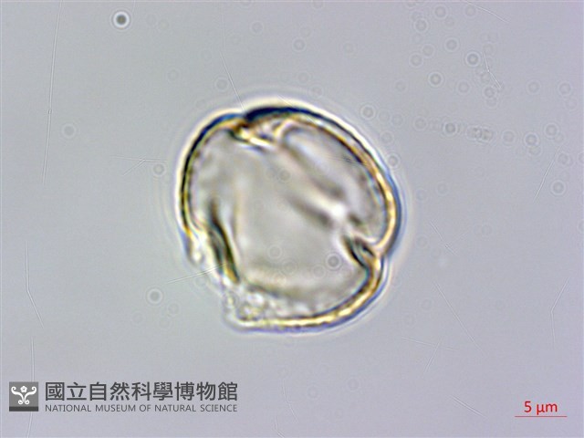 田代氏乳豆藏品圖，第1張
