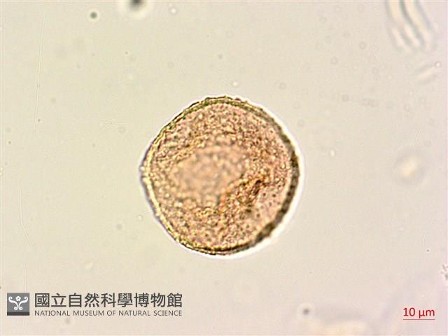 青脆枝藏品圖，第2張