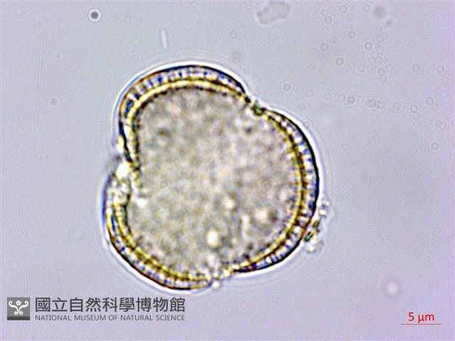 亨利氏伊立基藤藏品圖，第2張