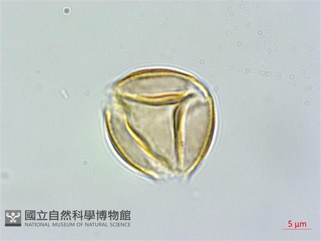 連翹、黃海棠、湖南連翹藏品圖，第1張