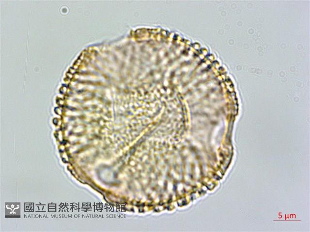 伊澤山龍膽藏品圖，第1張