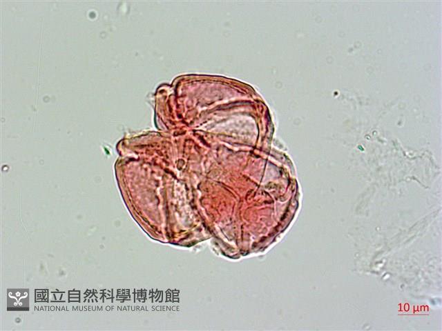 Indian Barringtonia Collection Image, Figure 2, Total 4 Figures