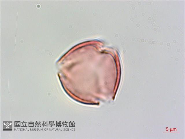 中華秋海棠藏品圖，第2張