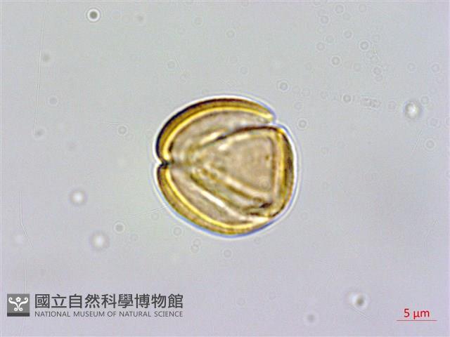 金絲梅、雲南連翹、芒種花藏品圖，第1張