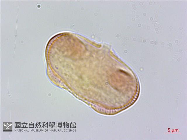 胡荽、莞蓑、香菜、莞菜藏品圖，第1張