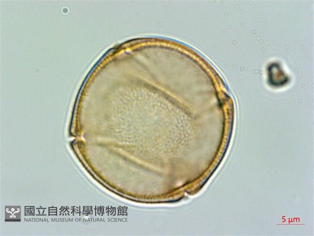 小羊蹄、刺果羊蹄藏品圖，第1張