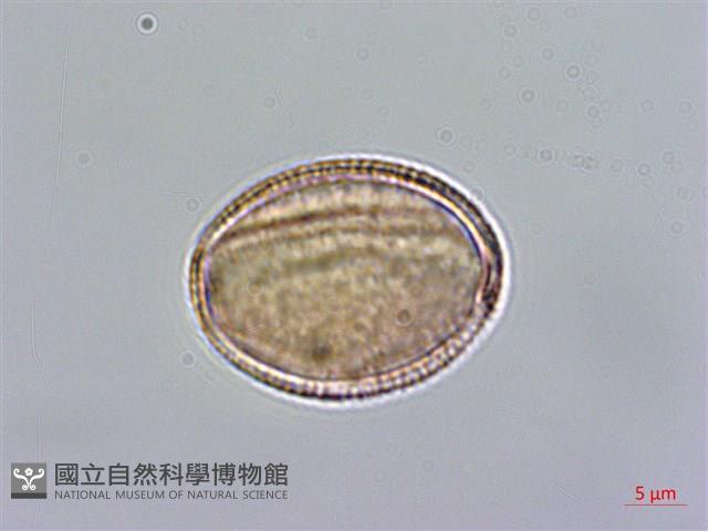 小花南芥藏品圖，第2張