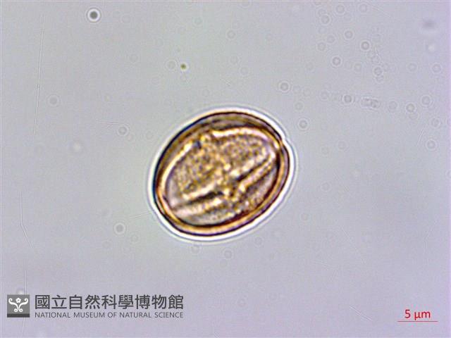 玉山佛甲草藏品圖，第2張