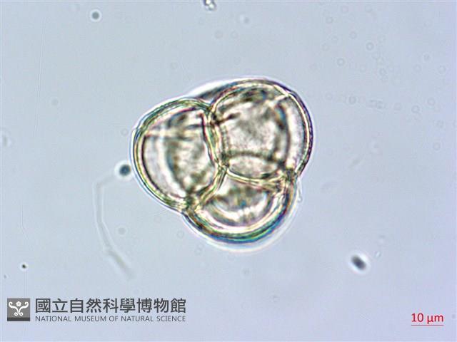 金毛杜鵑藏品圖，第2張