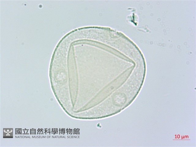 槭葉括摟藏品圖，第2張