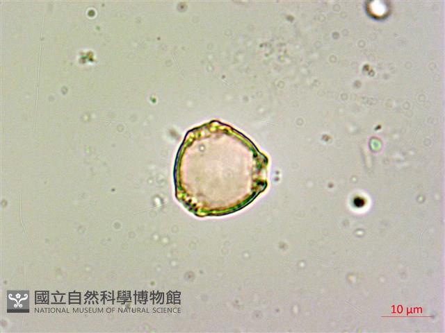 呂宋毛蕊木藏品圖，第2張
