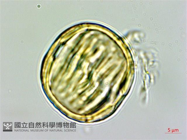 西伯利亞遠志藏品圖，第1張