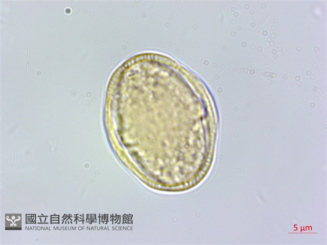 登錄號:S100731藏品圖，第1張