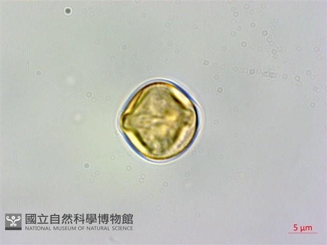 粗毛柃木藏品圖，第1張