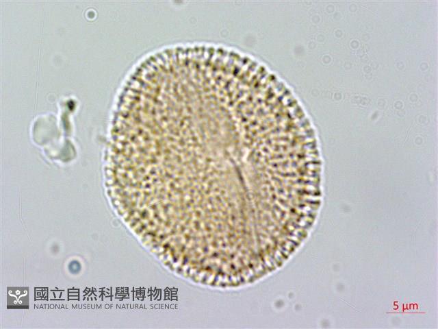 大丁黃藏品圖，第2張