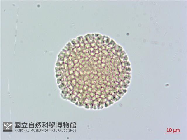 白瑞香藏品圖，第1張