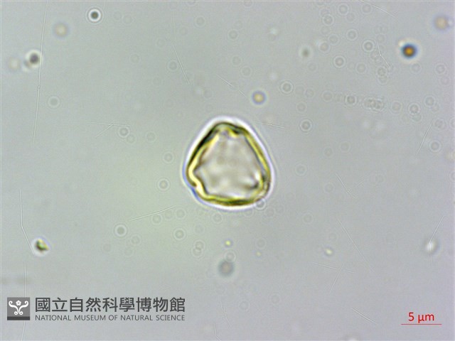 密脈赤楠藏品圖，第1張