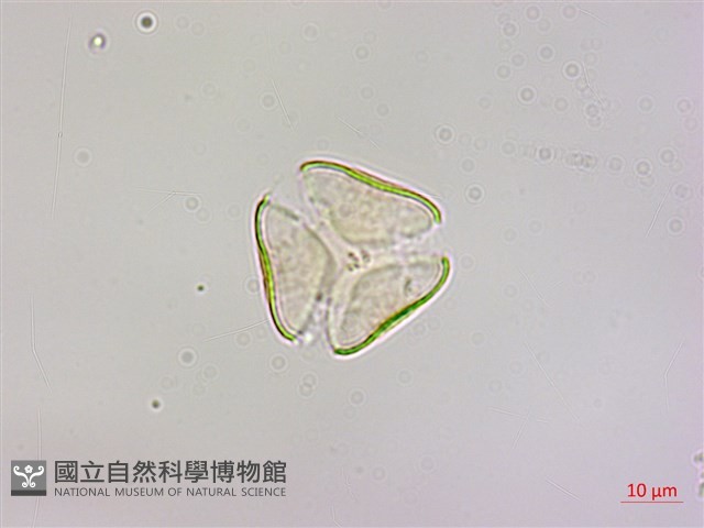 椆樹桑寄生, 大葉榿寄生藏品圖，第1張