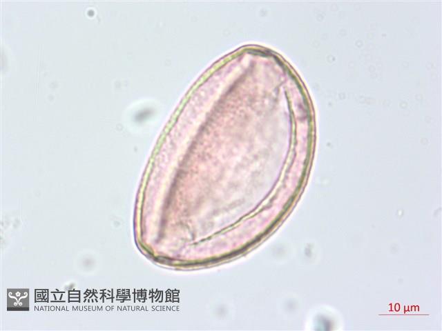 布袋蓮、鳳眼蓮、浮水蓮花藏品圖，第1張