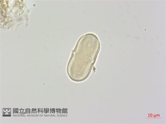 森氏當歸藏品圖，第1張