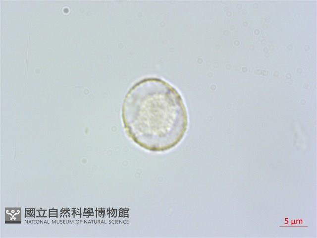 糙梗樓梯草藏品圖，第1張