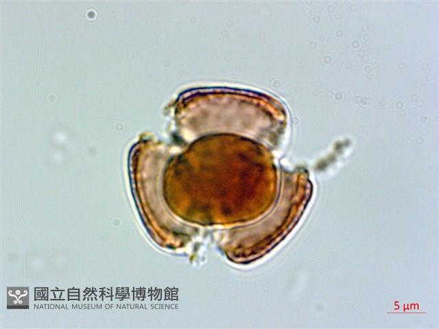 小葉莢迷藏品圖，第2張