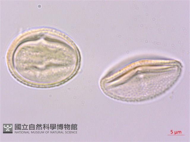 多花泡花樹藏品圖，第1張