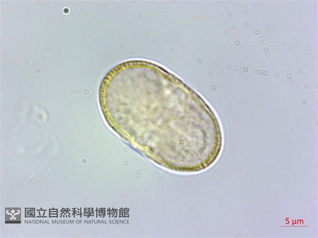 田莧蒿藏品圖，第1張