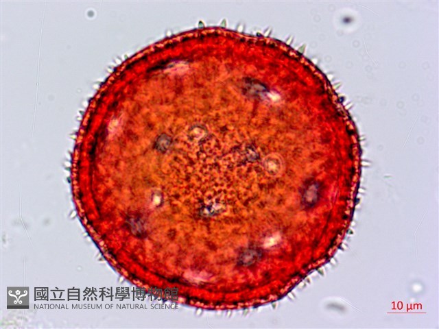 皮孫木藏品圖，第2張