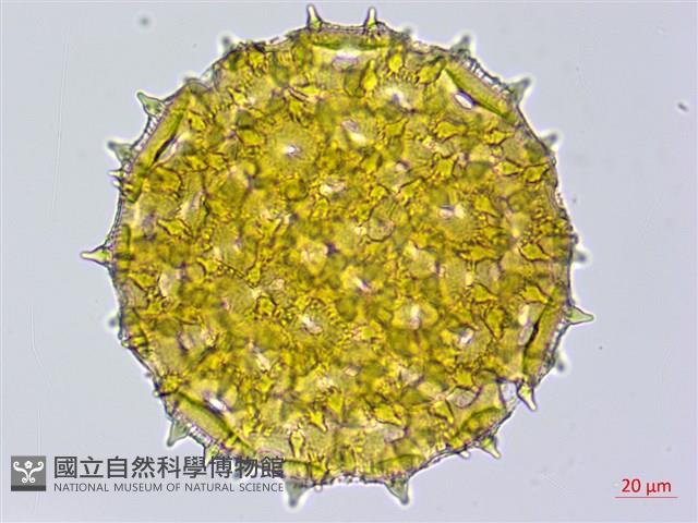 心葉蔦蘿藏品圖，第1張