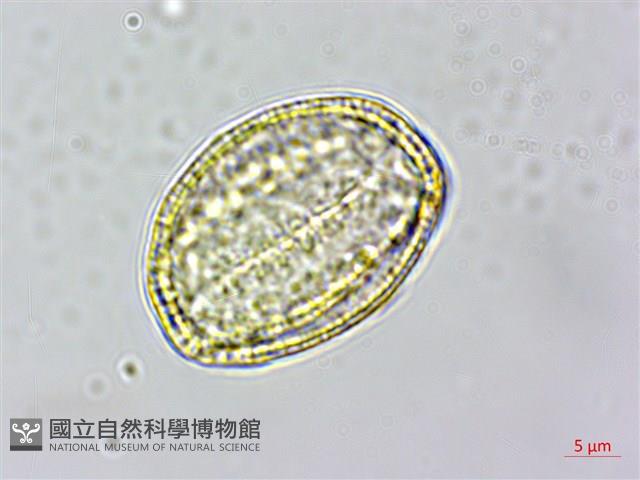串鼻龍藏品圖，第1張
