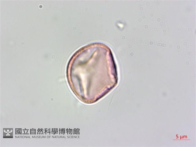 蘭嶼山柑藏品圖，第2張