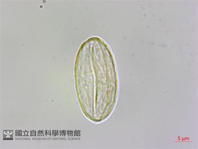 武威山秋海棠藏品圖，第2張
