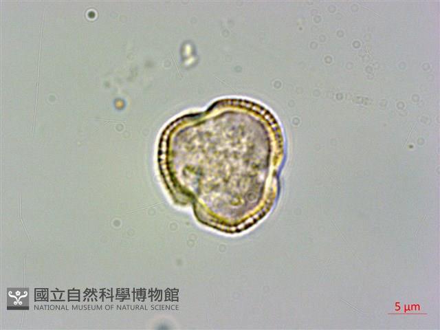 登錄號:S096041藏品圖，第1張