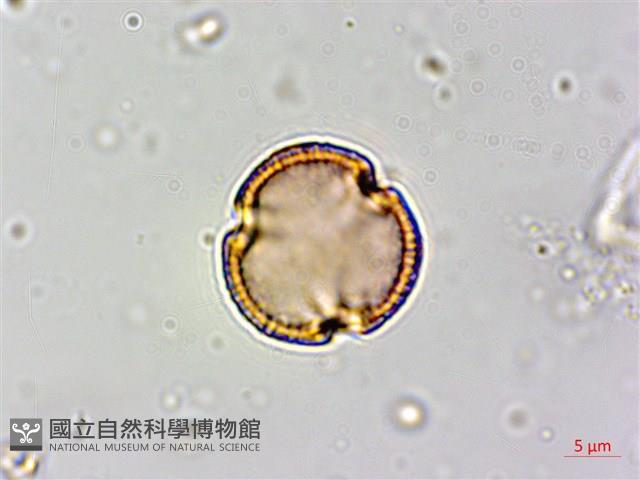 白飯樹藏品圖，第1張