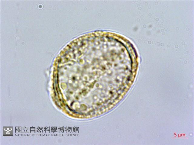 小木通藏品圖，第1張