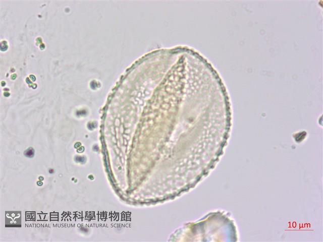 山珠豆藏品圖，第1張