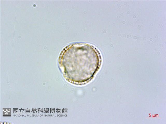 呂宋水錦樹藏品圖，第1張