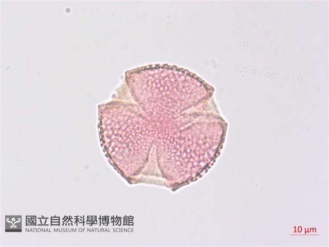 山香圓藏品圖，第1張