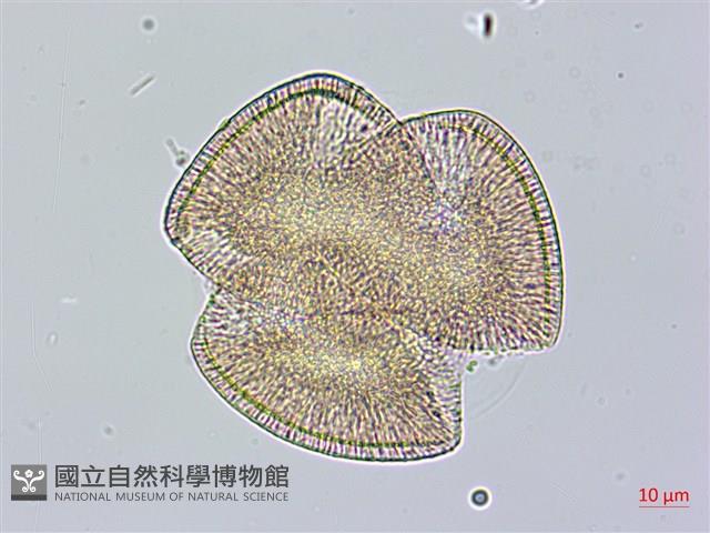 盒果藤藏品圖，第2張