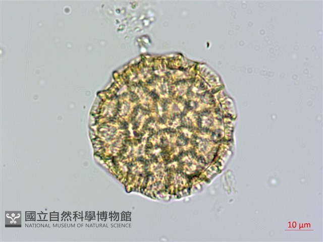蠶繭草藏品圖，第1張