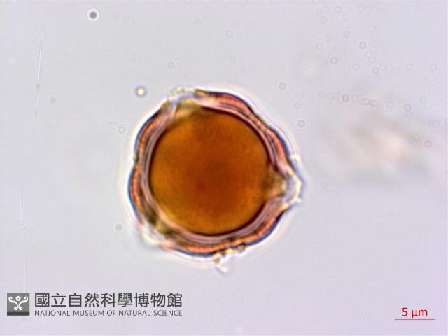 厚殼樹藏品圖，第1張