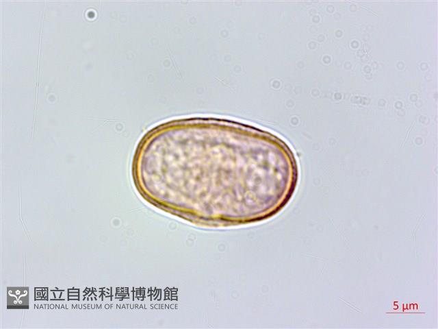 蘶山茴芹藏品圖，第1張