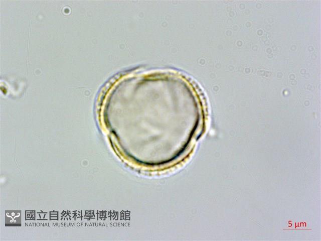 呂宋莢迷藏品圖，第2張