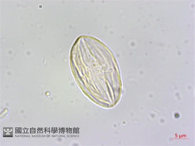 鹿谷秋海棠藏品圖，第2張