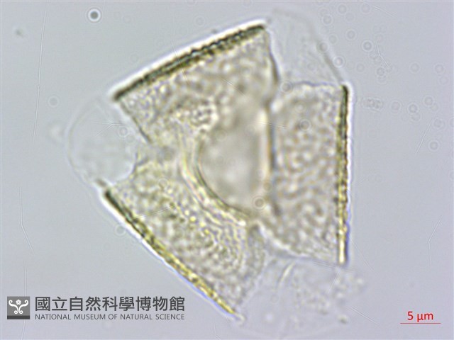 脈葉木藍藏品圖，第1張