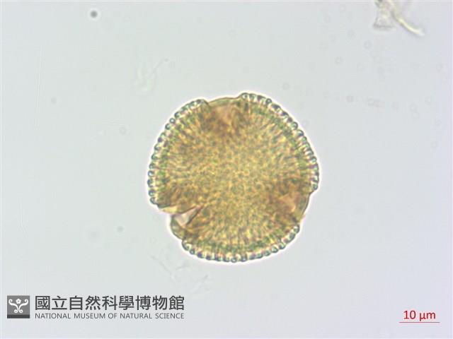 蘇聯補血草藏品圖，第1張