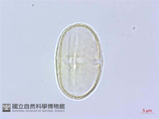 黑水當歸藏品圖，第1張