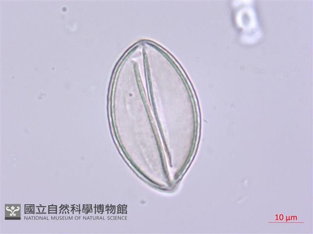 山寶鐸花藏品圖，第1張