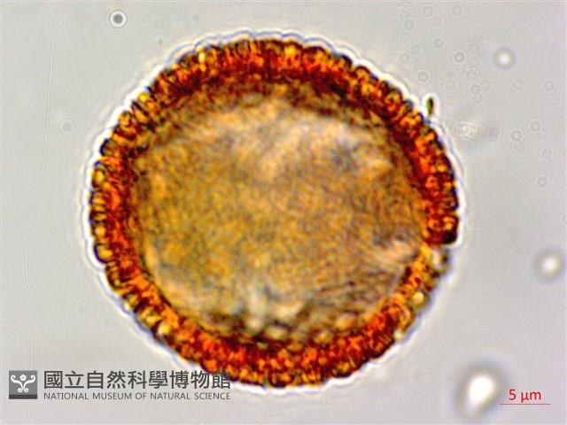 白樹仔藏品圖，第1張